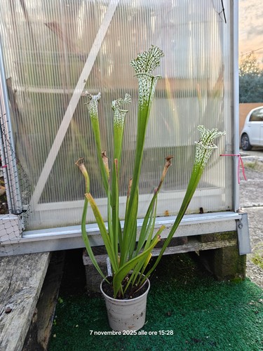 Sarracenia leucophylla - #21,