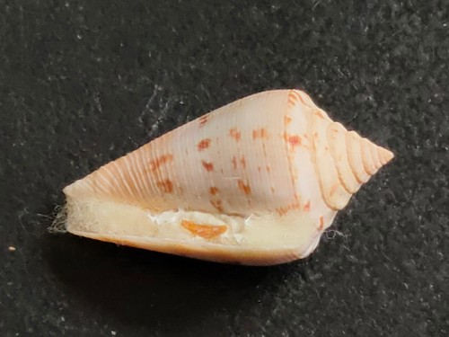 Conchiglia shell conus - conchiglia,