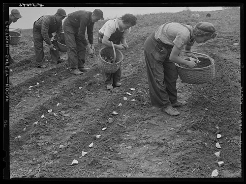 Van buren maine 1940 - van, semina