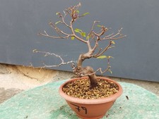 Bonsai Olmo Campestre In Vaso