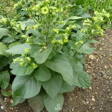 Tobacco shag sacred - tobacco,