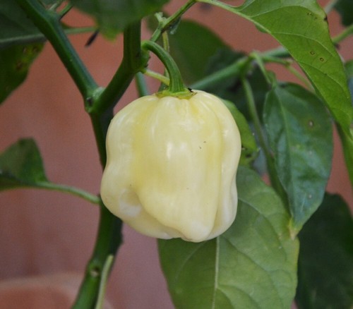 Semi peperoncino - semi, di