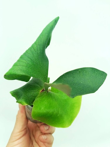 Platycerium alcicorne africa - alcicorne,