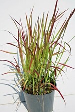 IMPERATA cylindrica RED BARON graminacea MODERNA ROSSA ornamentale  fioriere