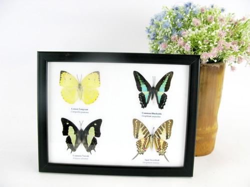 Farfalle vere imbottite - farfalle,