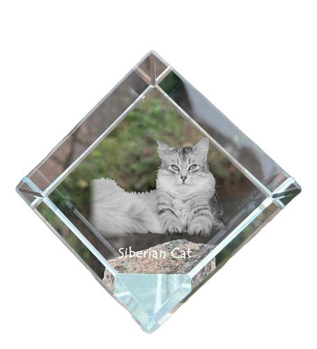 Siberiano gatto cubi - siberiano,