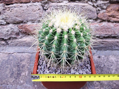 Echinocactus grusonii cm - grusonii,