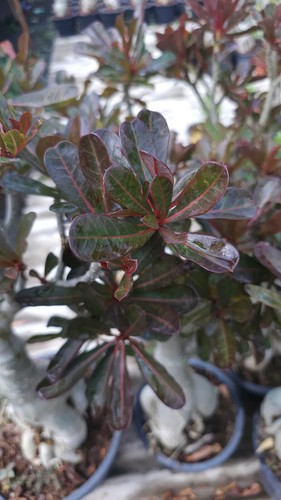 Adenium obesum gin kan - gin,