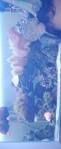 Acquario marino completo - acquario,