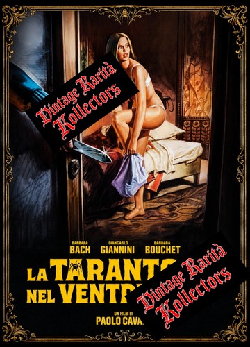 Tarantola dal ventre nero - dal,