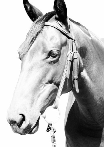 501738 cavallo selvaggio - 501738,