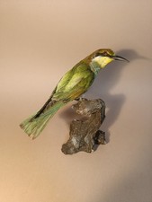 Taxidermy, Cabinet De Curiosites : Gruccione , Merops apiaster