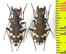 Carabidae, Cicindela