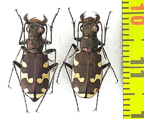 Carabidae cicindela - carabidae,,