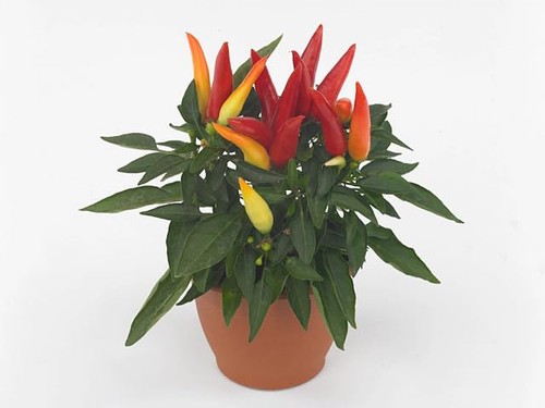 Peperoncino capsicum hot joker - peperoncino,