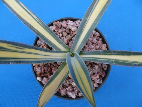 Agave murpheyi medio picta - agave,