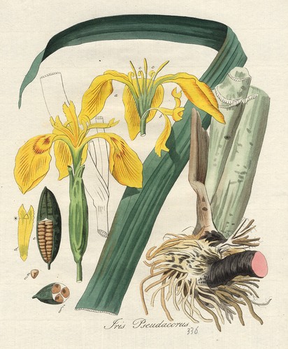 Stampa antica iris - stampa, antica-iris