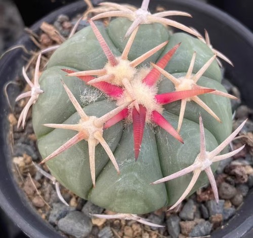 Rara pianta cactus