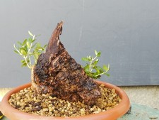 Bonsai Olivastro 13x27cm In