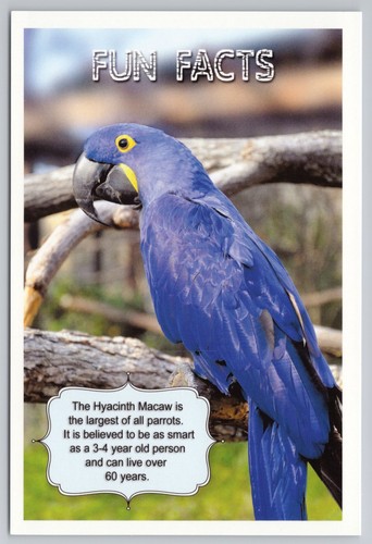 Hyacinth macaw fun facts - fun,