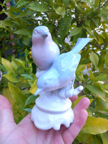 Coppia uccelli in - coppia,