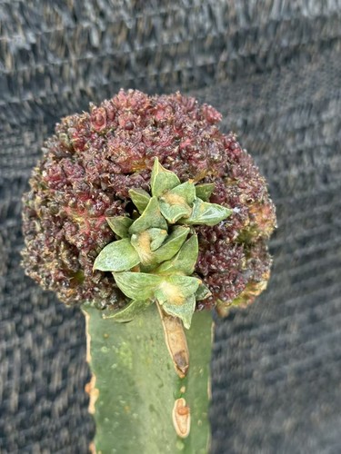 Ariocarpus mostrose multi