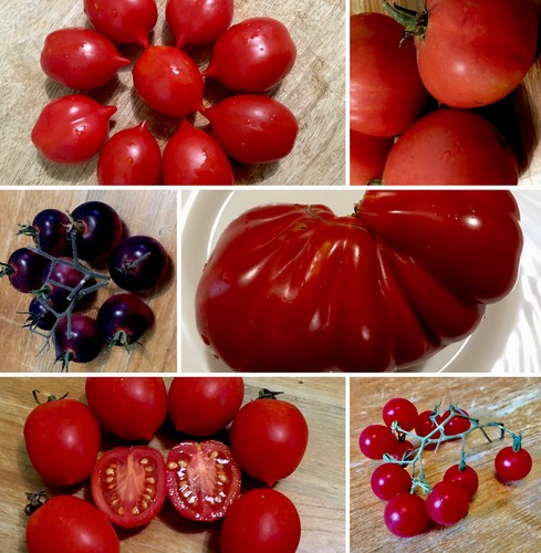 Mix semi pomodori - mix,
