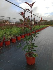 Photinia red robin 