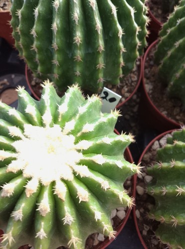Echinocactus - -🌵🌵,