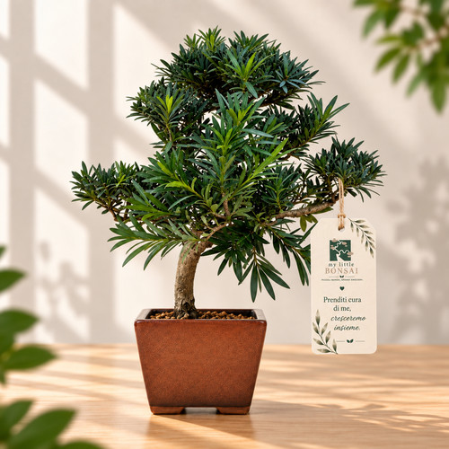 Bonsai podocarpus macrophylla - bonsai,