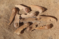 ACERO ROSSO GIAPPONESE - ACER