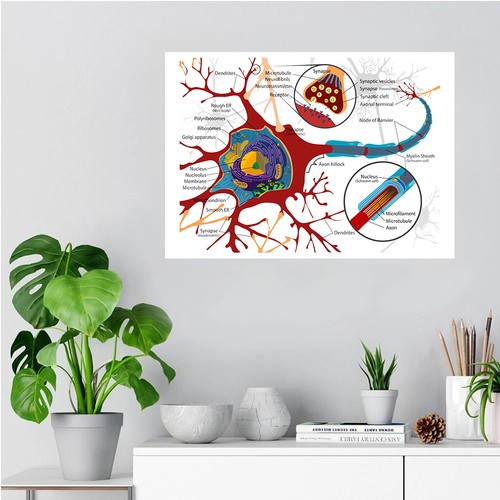 Diagramma cellule neurali