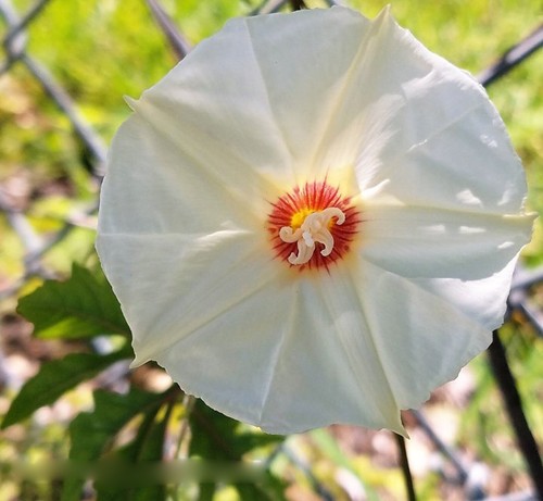Merremia dissecta cutleaf - dissecta,