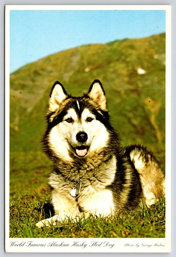 Cartolina cane slitta - cartolina,