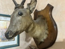 Trofeo Di testa di CERBIATTO imbalsamato Tassidermia Stupendo Perfetto