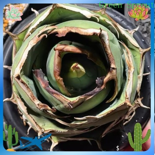 Agave titanota juggernaut - agave,