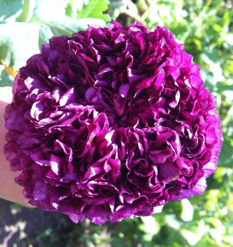 500 semi papaver - 500+,