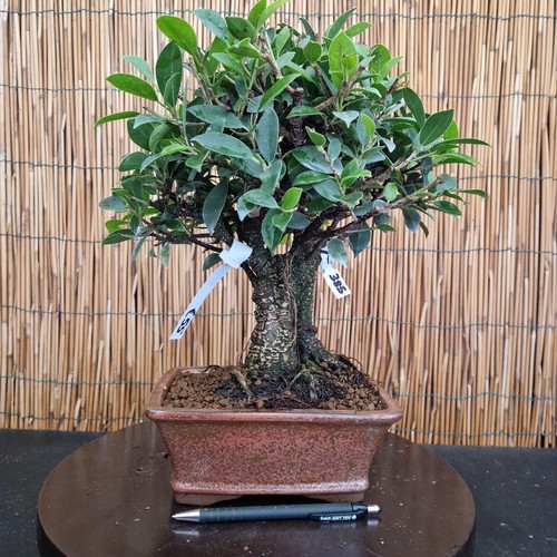 Bonsai ficus 35cm visita - di,
