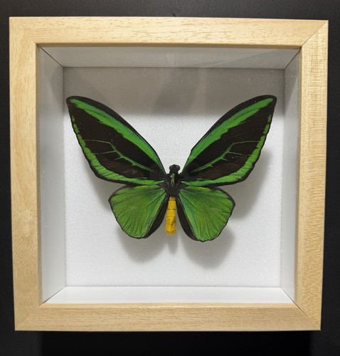 Ornithoptera priamus poseidon - ornithoptera,