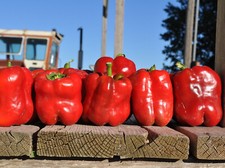 Paprika King of the North - 5+