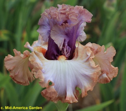 Iris easy the - tb, 'easy