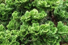 Chamaecyparis obtusa GRACILIS