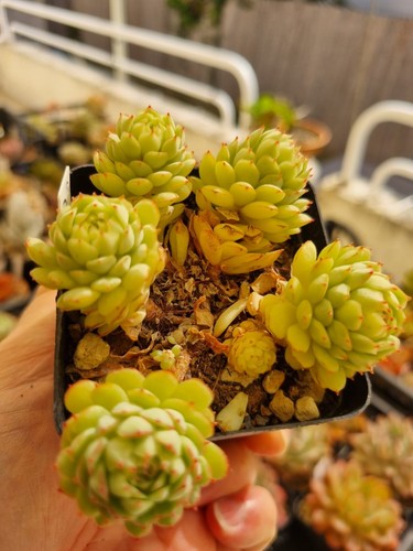 Echeveria little red boat - boat, vaso