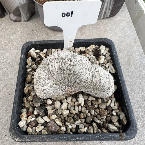 1pz rara pianta cactus - 1pz,