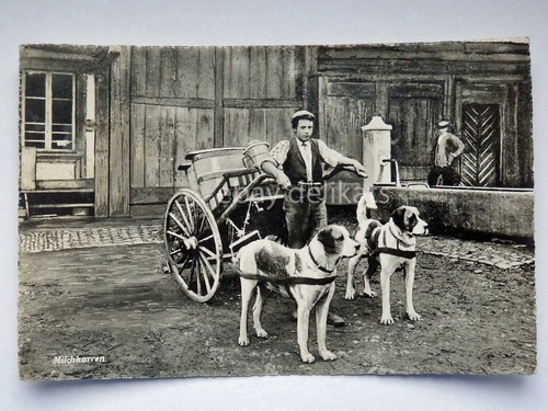 San bernardo cane dog - bernardo,