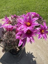 Mammillaria alamensis cactus - mammillaria,