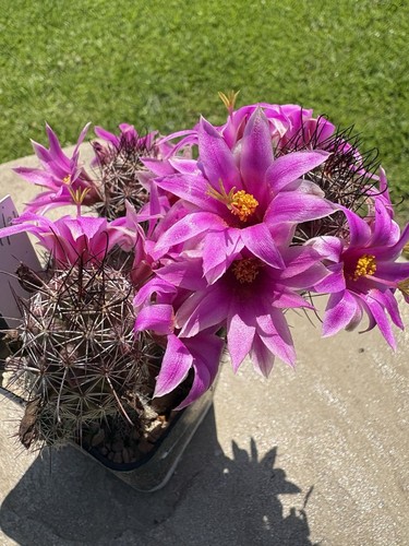 Mammillaria alamensis cactus - mammillaria,