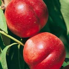 Pianta di Pesca Noce o Nettarina Caldesi 2000 Polpa Bianca in Vaso da 20 cm