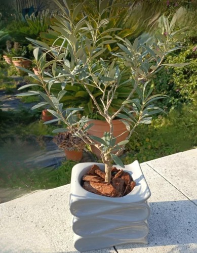 Ulivetto bonsai vaso - ulivetto,