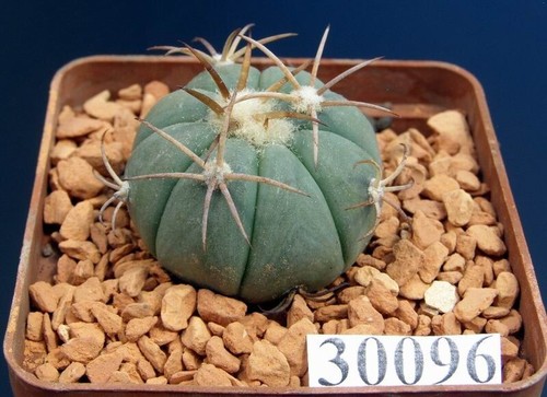 Echinocactus horizonthalonius